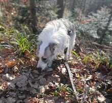 BELUGA, Hund, Mischlingshund in Bollschweil - Bild 13