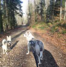 BELUGA, Hund, Mischlingshund in Bollschweil - Bild 16
