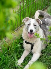 BELUGA, Hund, Mischlingshund in Bollschweil - Bild 20