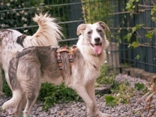 BELUGA, Hund, Mischlingshund in Bollschweil - Bild 24
