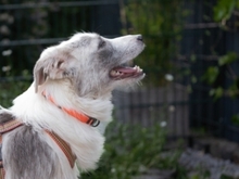 BELUGA, Hund, Mischlingshund in Bollschweil - Bild 26