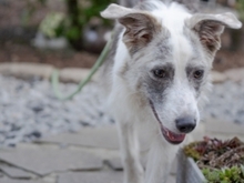 BELUGA, Hund, Mischlingshund in Bollschweil - Bild 27