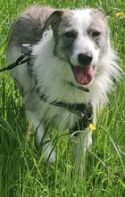 BELUGA, Hund, Mischlingshund in Bollschweil - Bild 6