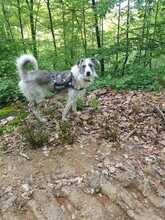 BELUGA, Hund, Mischlingshund in Bollschweil - Bild 9