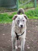 SHARK, Hund, Mischlingshund in Frankfurt - Bild 16