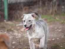 SHARK, Hund, Mischlingshund in Frankfurt - Bild 18