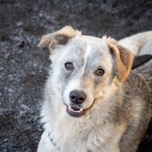 SHARK, Hund, Mischlingshund in Frankfurt - Bild 8