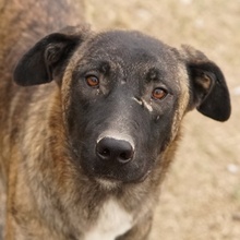 DARIA, Hund, Mischlingshund in Griechenland - Bild 1