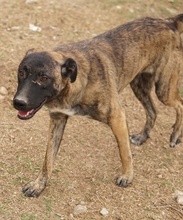 DARIA, Hund, Mischlingshund in Griechenland - Bild 2