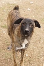 DARIA, Hund, Mischlingshund in Griechenland - Bild 3