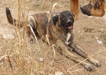 DARIA, Hund, Mischlingshund in Griechenland - Bild 5