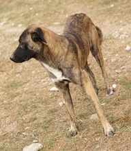 DARIA, Hund, Mischlingshund in Griechenland - Bild 6