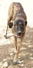 DARIA, Hund, Mischlingshund in Griechenland - Bild 8