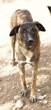 DARIA, Hund, Mischlingshund in Griechenland - Bild 9