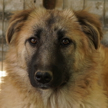 HANJA, Hund, Mischlingshund in Griechenland - Bild 1