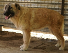 HANJA, Hund, Mischlingshund in Griechenland - Bild 10
