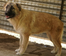 HANJA, Hund, Mischlingshund in Griechenland - Bild 11
