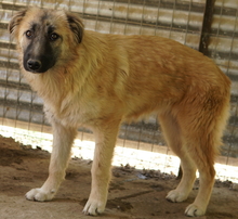 HANJA, Hund, Mischlingshund in Griechenland - Bild 12