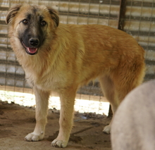HANJA, Hund, Mischlingshund in Griechenland - Bild 13