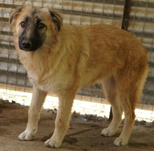 HANJA, Hund, Mischlingshund in Griechenland - Bild 14