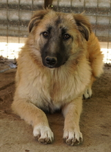 HANJA, Hund, Mischlingshund in Griechenland - Bild 15