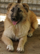 HANJA, Hund, Mischlingshund in Griechenland - Bild 16