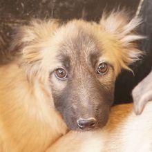 HANJA, Hund, Mischlingshund in Griechenland - Bild 17