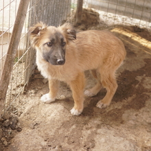 HANJA, Hund, Mischlingshund in Griechenland - Bild 18