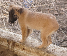 HANJA, Hund, Mischlingshund in Griechenland - Bild 19