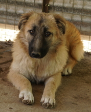 HANJA, Hund, Mischlingshund in Griechenland - Bild 2