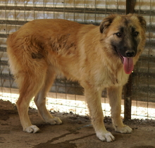 HANJA, Hund, Mischlingshund in Griechenland - Bild 3