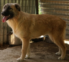 HANJA, Hund, Mischlingshund in Griechenland - Bild 4