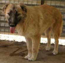 HANJA, Hund, Mischlingshund in Griechenland - Bild 5