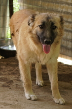 HANJA, Hund, Mischlingshund in Griechenland - Bild 6