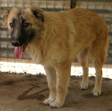 HANJA, Hund, Mischlingshund in Griechenland - Bild 7