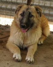 HANJA, Hund, Mischlingshund in Griechenland - Bild 8