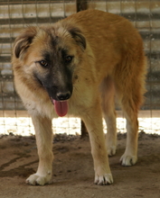 HANJA, Hund, Mischlingshund in Griechenland - Bild 9