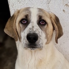 LOU, Hund, Mischlingshund in Griechenland - Bild 1