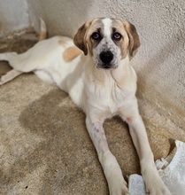 LOU, Hund, Mischlingshund in Griechenland - Bild 10