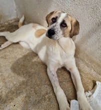 LOU, Hund, Mischlingshund in Griechenland - Bild 11