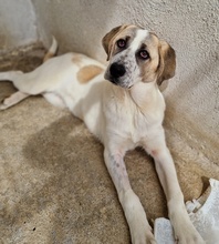 LOU, Hund, Mischlingshund in Griechenland - Bild 12