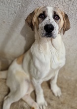 LOU, Hund, Mischlingshund in Griechenland - Bild 14