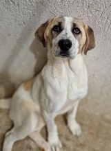 LOU, Hund, Mischlingshund in Griechenland - Bild 15