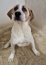 LOU, Hund, Mischlingshund in Griechenland - Bild 2