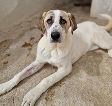 LOU, Hund, Mischlingshund in Griechenland - Bild 3