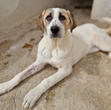 LOU, Hund, Mischlingshund in Griechenland - Bild 4