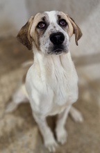 LOU, Hund, Mischlingshund in Griechenland - Bild 5