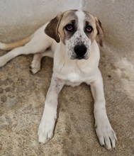 LOU, Hund, Mischlingshund in Griechenland - Bild 7