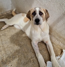 LOU, Hund, Mischlingshund in Griechenland - Bild 9