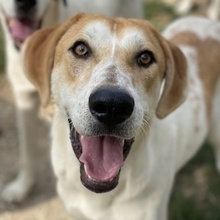 ROXI, Hund, Mischlingshund in Griechenland - Bild 1